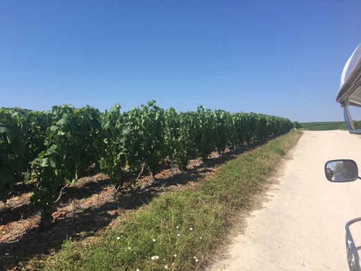 Vineyards Chouilly